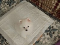 Ücretli sahiplendirme pomeranian boo