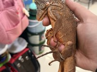Sağlıklı evcil iguanalar