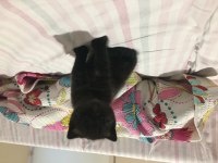 Çikolata point yavrular british shorthair