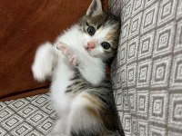 İsmi poncuk kedimizin