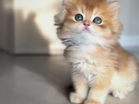 Golden ny12 erkek bebek british longhair