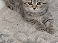 British shorthair yavrularımıza yuva arıyoruz