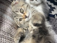 Scottish fold yuvarlak yüz