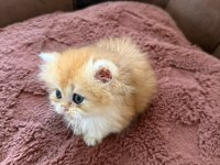 British longhair kedisi