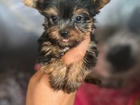 Yorkshire Terrier Bebekler