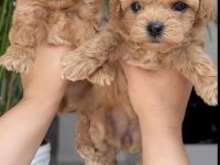 Toy Poodle Köpekler