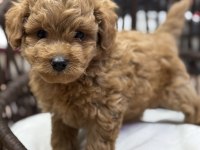 Maltipoo güzellikleri