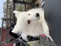 Pomeranian Uslu Spitz