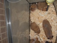 1 aylık suriye hamster