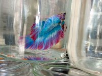 Betta Balığımız