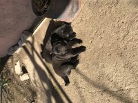 İki adet dişi yetişkin Pug mops