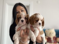 Cavalier king charles yavrularım