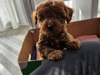 Toy Poodle yavrularımız orjinal red brown