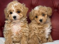 Ankaranın en kaliteli mini maltipoo yavruları