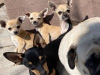 Mükemmel bebeklerimiz chihuahua