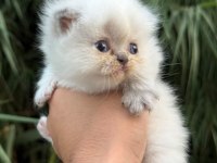 Exotic Himalayan Yavrularımız