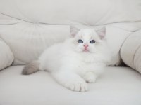 Full şecereli ragdoll yavruları