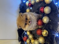 Orijinal pomeranian boo bebeğimiz