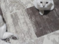 Çok uyguna british shorthair blue point