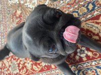 Pug mops 3 aylık erkek