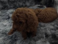 SAĞLIK VE IRK GARANTİLİ EV YAVRUSU POODLE