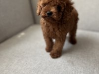Kore kan toy poodle bebekler