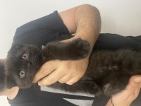 Erkek scottish fold siyah bebeğimiz