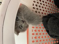 Scottish fold