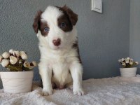 Border Collie Yavrular