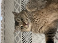 Ücretsiz british shorthair kedisi