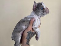 A+ Kalite FRENCH BULLDOG yavrularımız