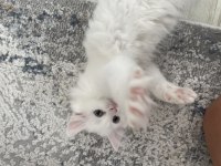 British longhair 5 haftalık