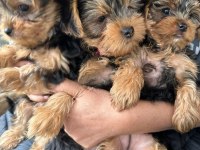 Yorkshire terrier 2 aylık 1 dişi 2 erkek