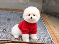 Pomeranian Boo Yavrularımız