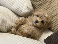 Çift renk özel kore maltipoo yavrular
