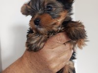 Yorkshire terrier erkek köpeğimiz