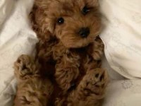 KORE MALTİPOO KÖPEKLERİMİZ