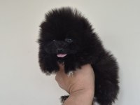Pomeranian Boo Siyah Yavru