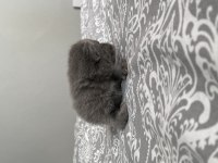 Yavru scottish fold bebeklerimize yuva