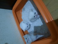 İran yavru kedi