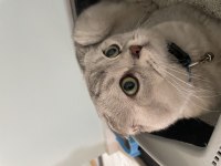Yuva Arıyoruz Scottish Fold