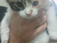 Maine coon dişi yavru 2 aylık