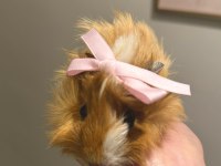 Çift guinea pig