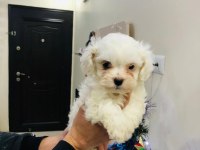 Maltese terrier
