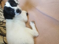 Jack russell uzun bacak