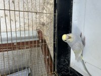 1 adet 2 aylık dişi rainbow muhabbet kuşu