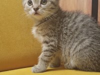 British shorthair 4 adet