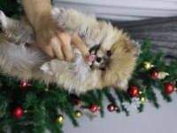 1 Yaşında Dişi Pomeranian 2 Kg