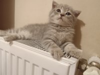 2 aylık yavru scottish fold erkek