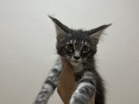 Şecere ve üretim izinli dev maine coon bebekler